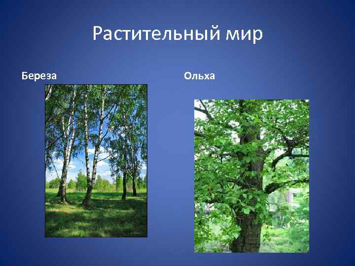 Растительный мир Береза Ольха 