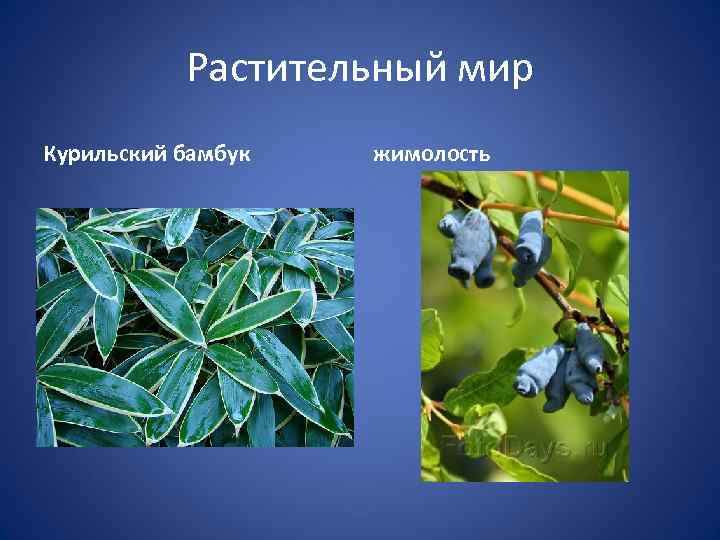 Растительный мир Курильский бамбук жимолость 