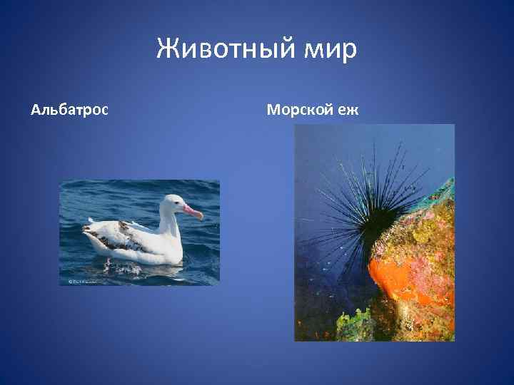Животный мир Альбатрос Морской еж 