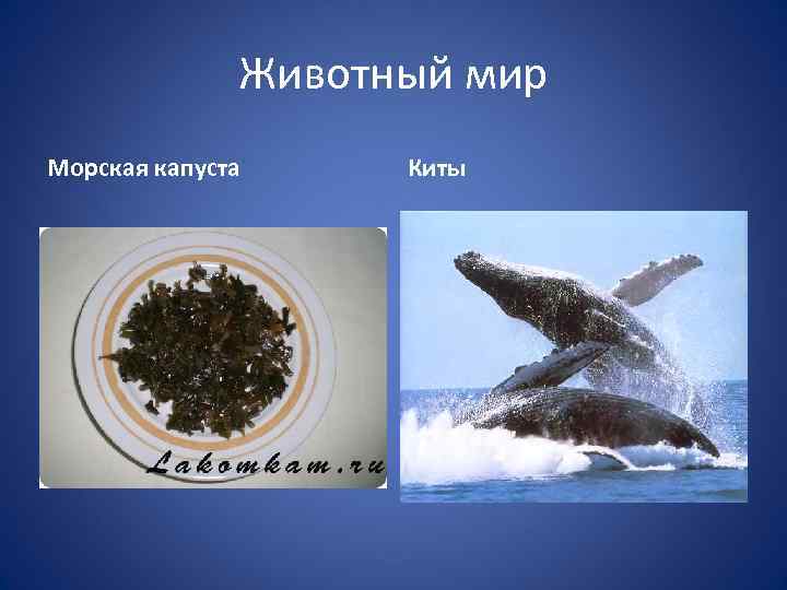 Животный мир Морская капуста Киты 