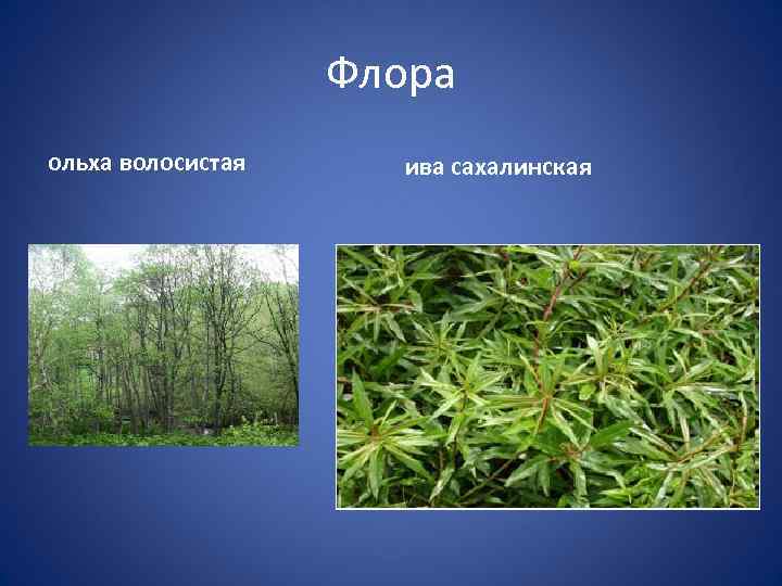 Флора ольха волосистая ива сахалинская 