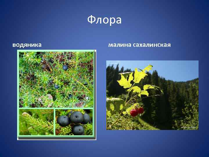 Флора водяника малина сахалинская 