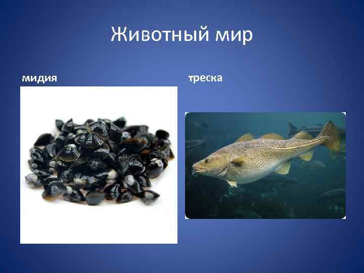Животный мир мидия треска 