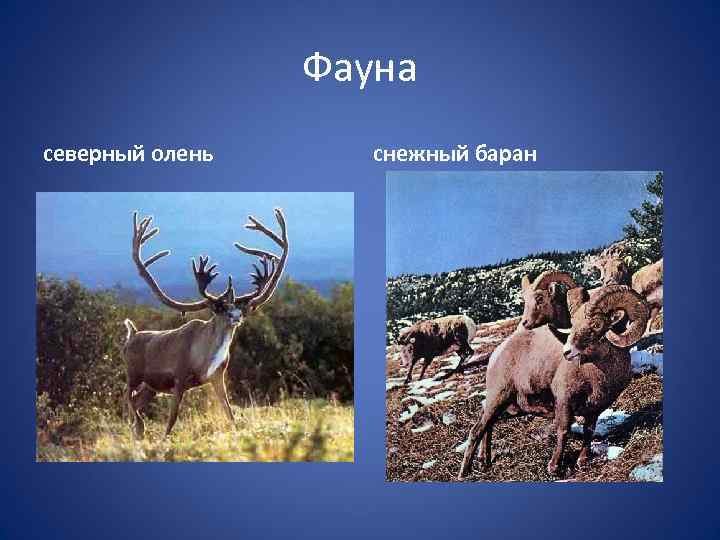 Фауна северный олень снежный баран 