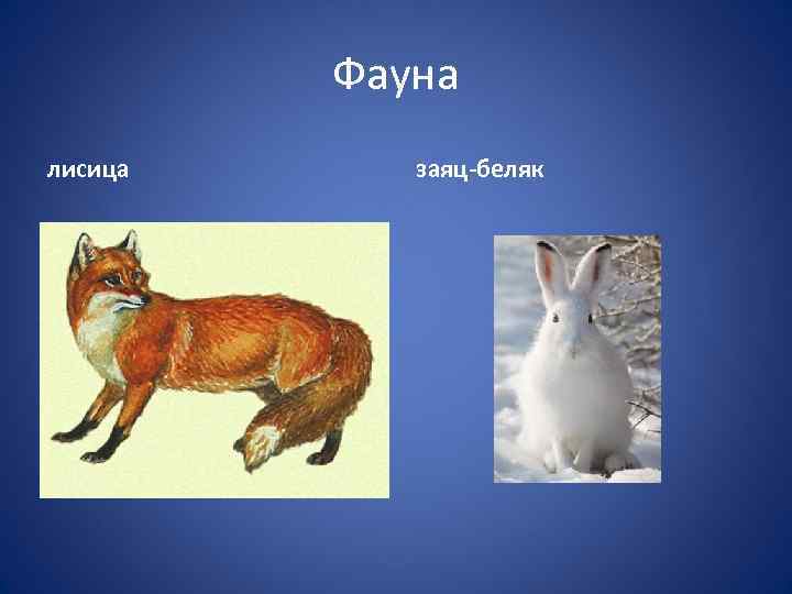 Фауна лисица заяц-беляк 