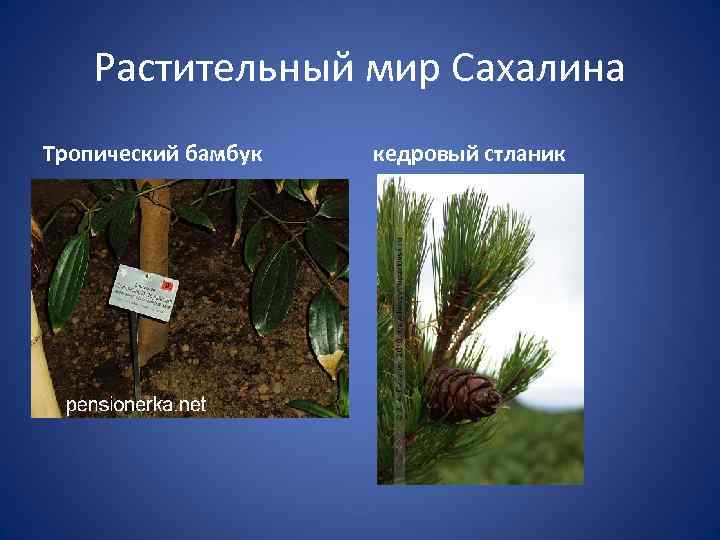 Растительный мир Сахалина Тропический бамбук кедровый стланик 
