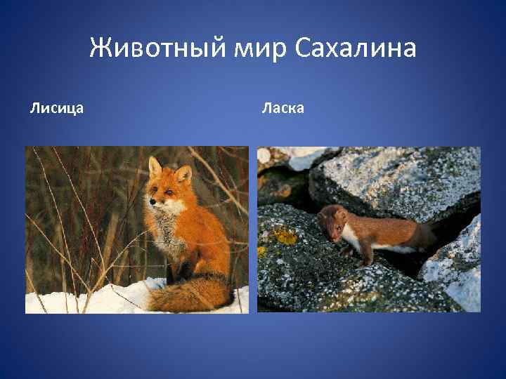 Животный мир Сахалина Лисица Ласка 