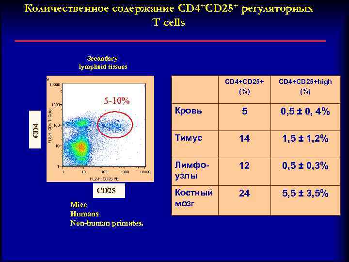 Количественное содержание CD 4+CD 25+ регуляторных T cells Secondary lymphoid tissues СD 4+CD 25+