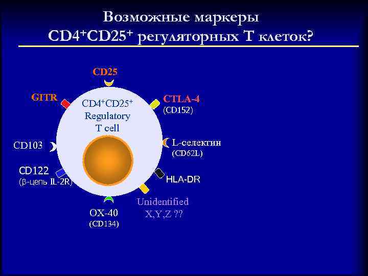 Возможные маркеры CD 4+CD 25+ регуляторных T клеток? CD 25 GITR CD 4+CD 25+