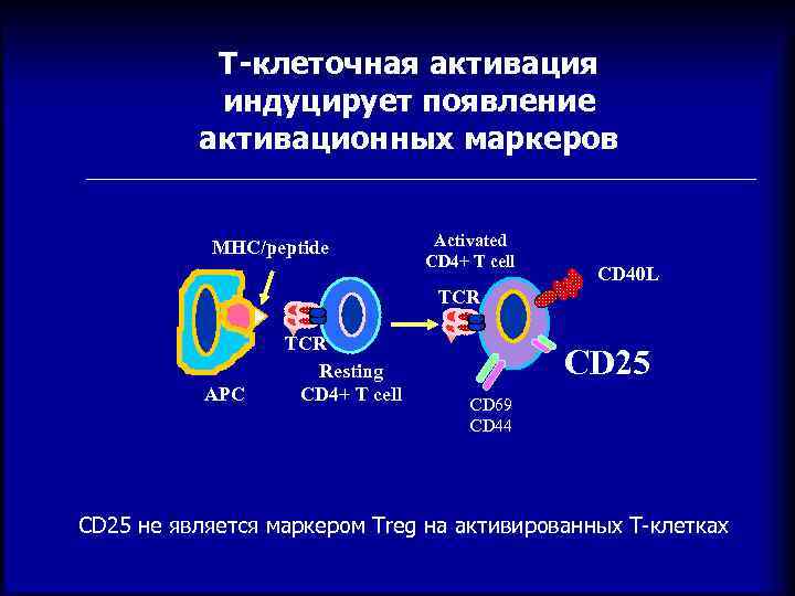 Т-клеточная активация индуцирует появление активационных маркеров MHC/peptide Activated CD 4+ T cell CD 40
