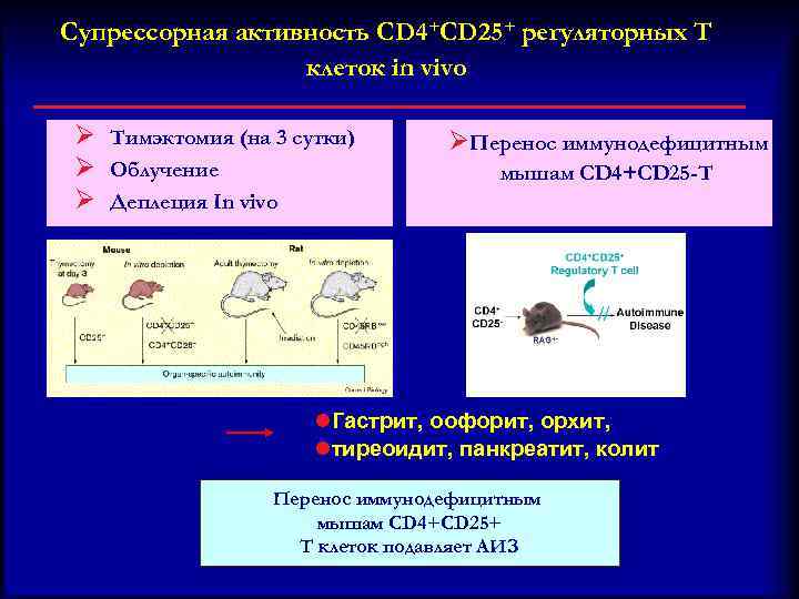 Супрессорная активность CD 4+CD 25+ регуляторных T клеток in vivo Ø Тимэктомия (на 3