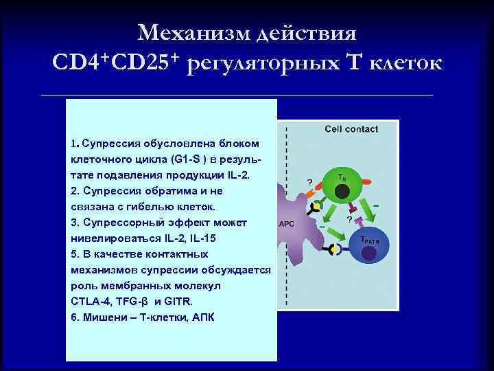 Механизм действия CD 4+CD 25+ регуляторных T клеток 1. Супрессия обусловлена блоком клеточного цикла