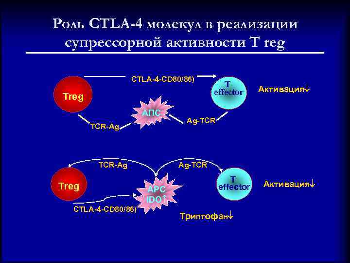Роль CTLA-4 молекул в реализации супрессорной активности T reg CTLA-4 -CD 80/86) Treg АПС