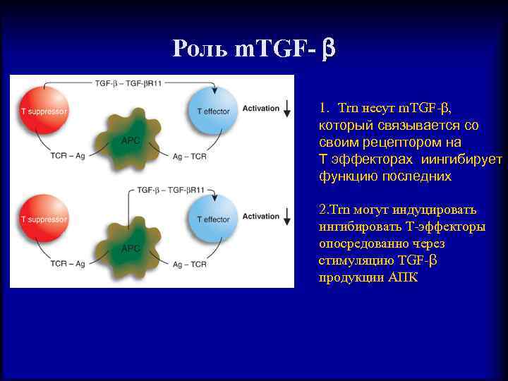 Роль m. TGF- 1. Trn несут m. TGF-β, который связывается со своим рецептором на