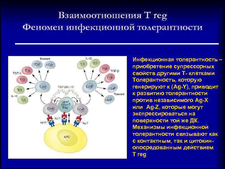 Взаимоотношения T reg Феномен инфекционной толерантности Инфекционная толерантность – приобретение супрессорных свойств другими Т-