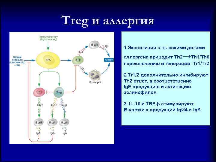 Регуляторные лимфоциты. 2. Регуляторная функция т-лимфоцитов.. Th2 лимфоциты функция. Th1 и th2 клетки. Treg клетки иммунология.