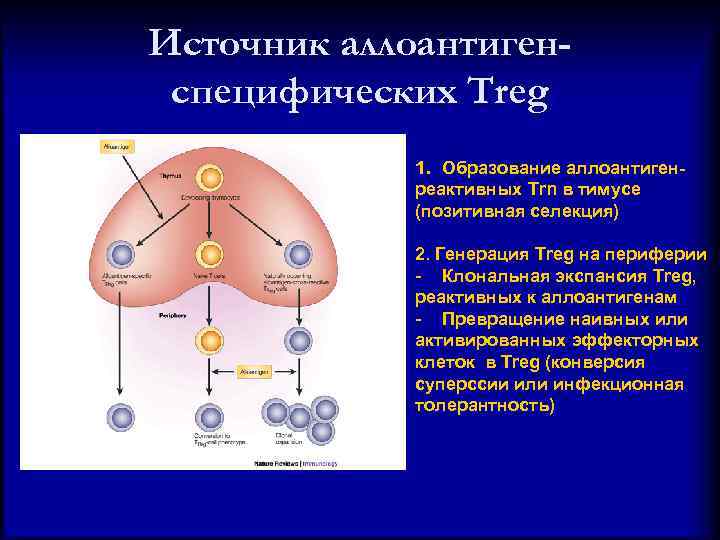 Источник аллоантигенспецифических Treg 1. Образование аллоантигенреактивных Trn в тимусе (позитивная селекция) 2. Генерация Treg