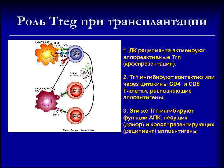 Роль Treg при трансплантации 1. ДК реципиента активируют аллореактивные Trn (кроспрезентация). 2. Trn ингибируют