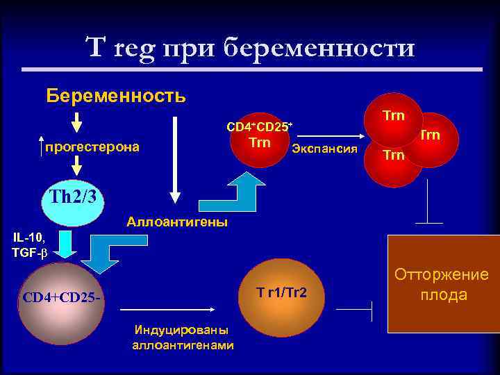 T reg при беременности Беременность CD 4+CD 25+ прогестерона Trn Экспансия Trn Trn Th