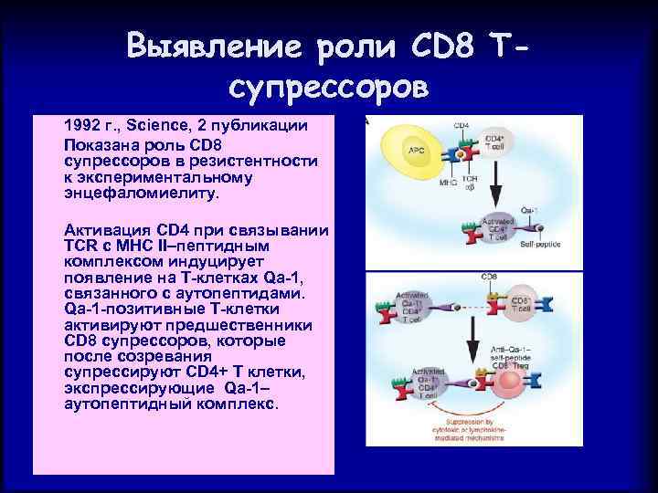 Выявление роли CD 8 Тсупрессоров 1992 г. , Science, 2 публикации Показана роль CD