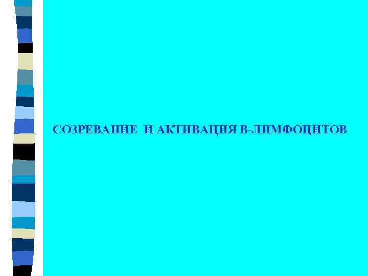 CОЗРЕВАНИЕ И АКТИВАЦИЯ В-ЛИМФОЦИТОВ 