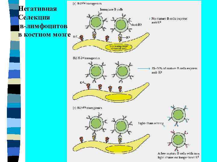 Негативная Селекция в-лимфоцитов в костном мозге 