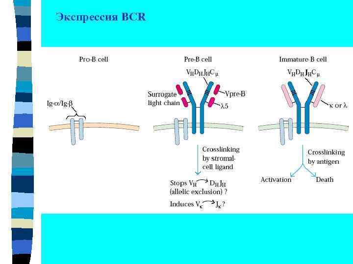 Экспрессия BCR 