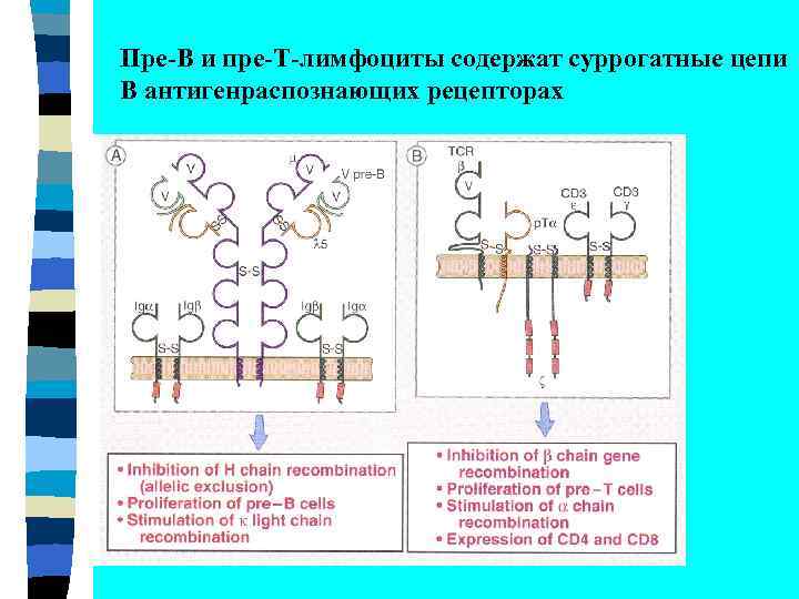 Схема подсчета лимфоцитов разных популяций с помощью проточного цитофлюориметра иммунология