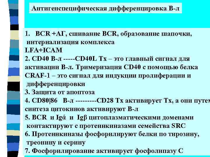 Антигенспецифическая дифференцировка В-л 1. BCR +АГ, сшивание BCR, образование шапочки, интернализация комплекса LFA+ICAM 2.