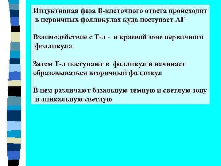 Индуктивная фаза В-клеточного ответа происходит в первичных фолликулах куда поступает АГ Взаимодействие с Т-л