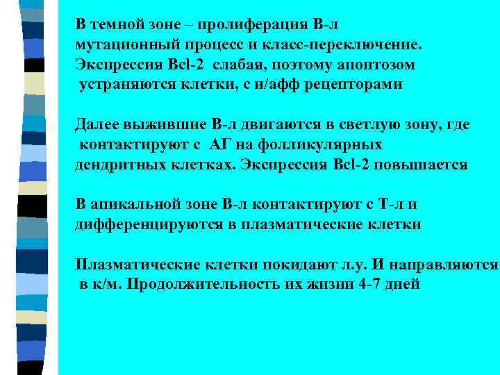 В темной зоне – пролиферация В-л мутационный процесс и класс-переключение. Экспрессия Bcl-2 слабая, поэтому