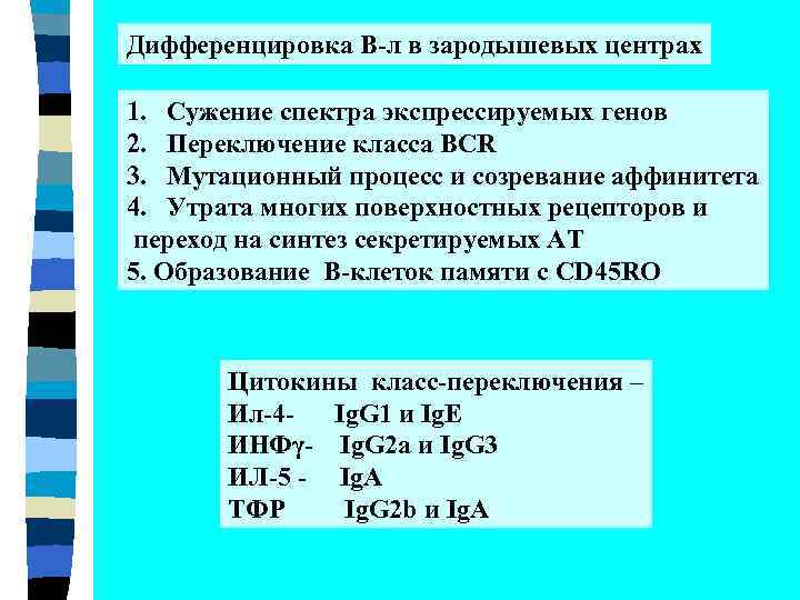 Дифференцировка В-л в зародышевых центрах 1. Сужение спектра экспрессируемых генов 2. Переключение класса BCR