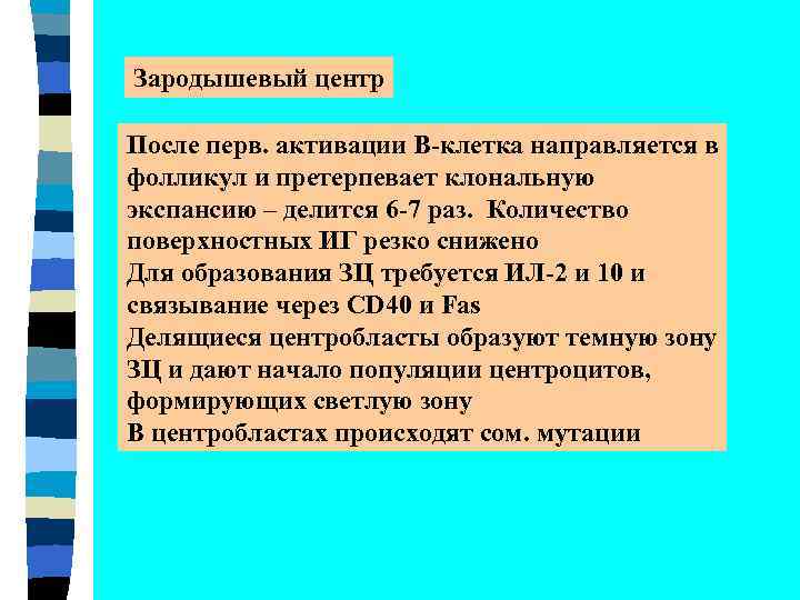 Зародышевый центр После перв. активации В-клетка направляется в фолликул и претерпевает клональную экспансию –