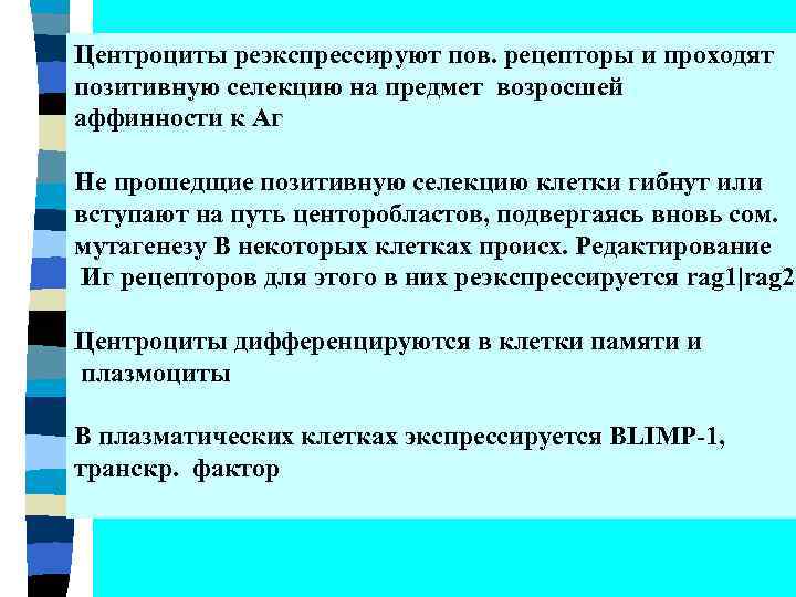 Центроциты реэкспрессируют пов. рецепторы и проходят позитивную селекцию на предмет возросшей аффинности к Аг