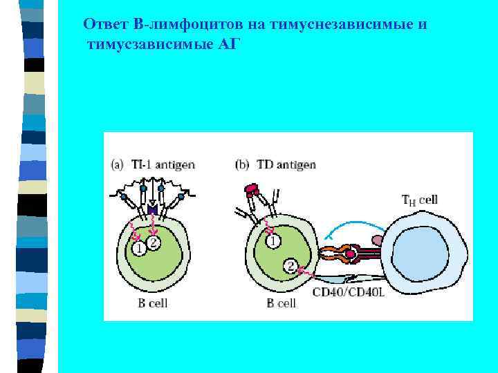 Ответ В-лимфоцитов на тимуснезависимые и тимусзависимые АГ 