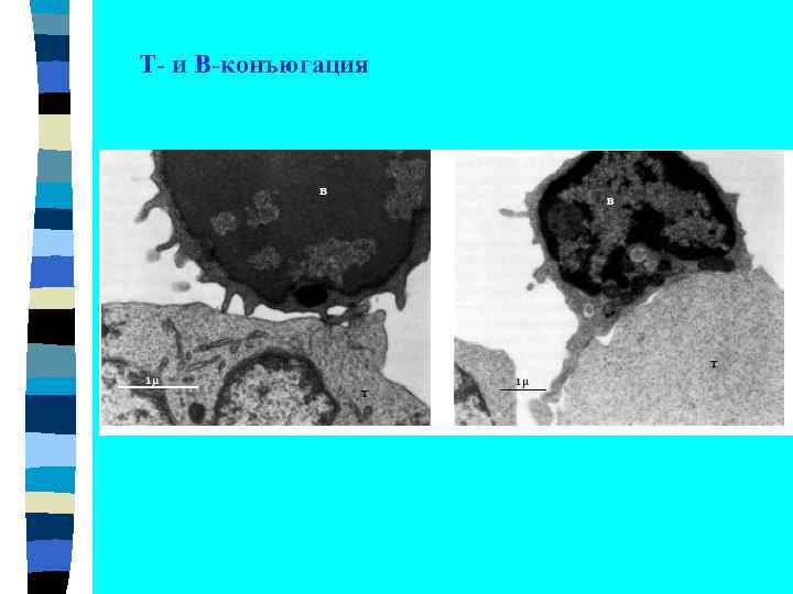 Т- и В-конъюгация 