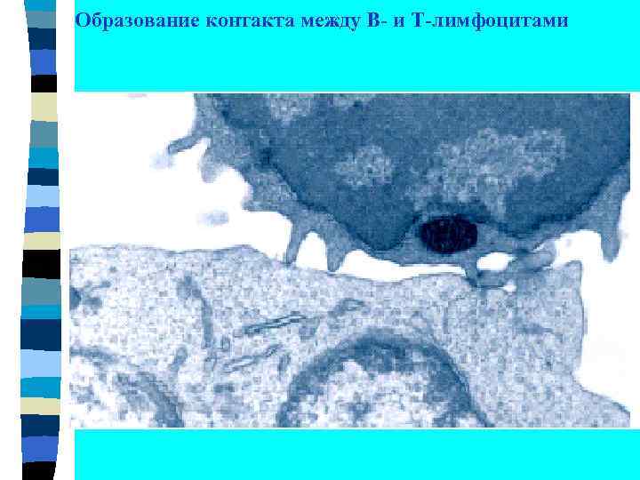 Образование контакта между В- и Т-лимфоцитами 