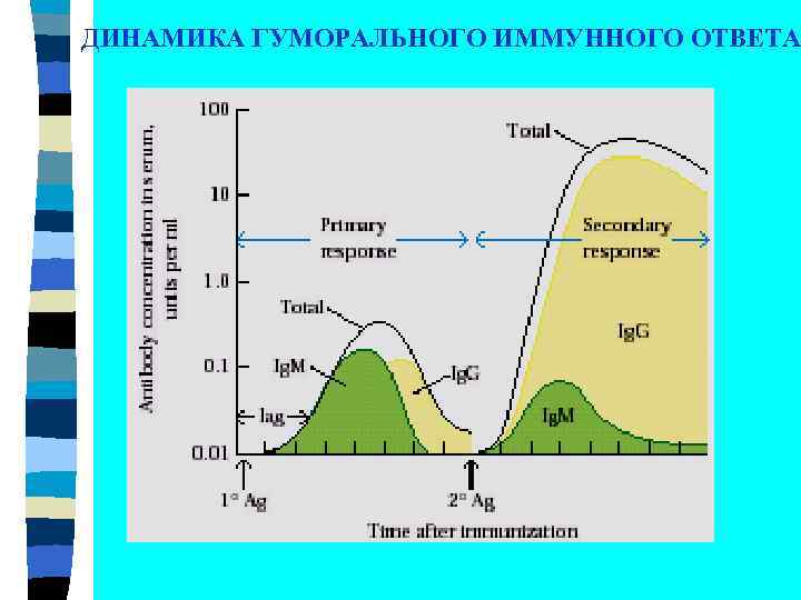 ДИНАМИКА ГУМОРАЛЬНОГО ИММУННОГО ОТВЕТА 