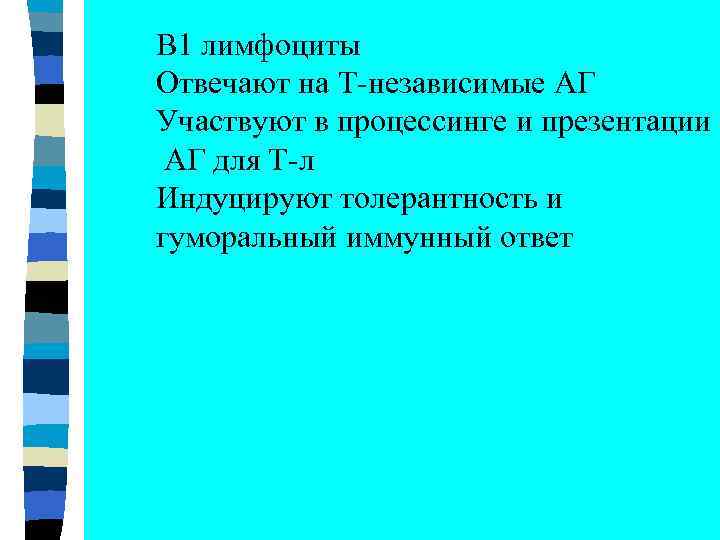 B 1 лимфоциты Отвечают на Т-независимые АГ Участвуют в процессинге и презентации АГ для