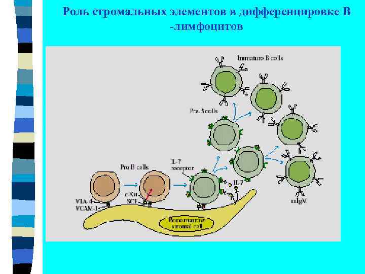 Роль стромальных элементов в дифференцировке В -лимфоцитов 