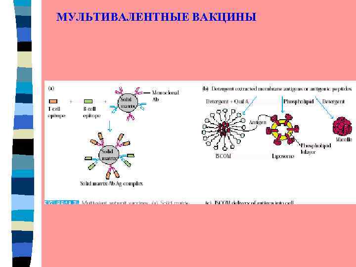 МУЛЬТИВАЛЕНТНЫЕ ВАКЦИНЫ 