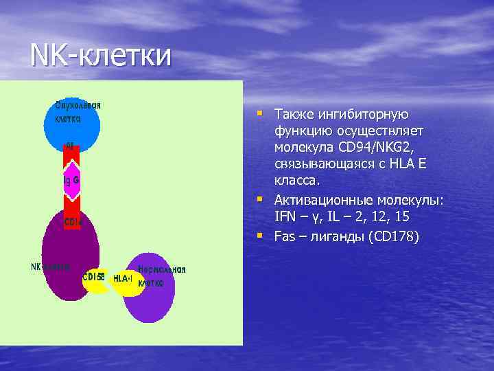 NK-клетки § Также ингибиторную § § функцию осуществляет молекула CD 94/NKG 2, связывающаяся с