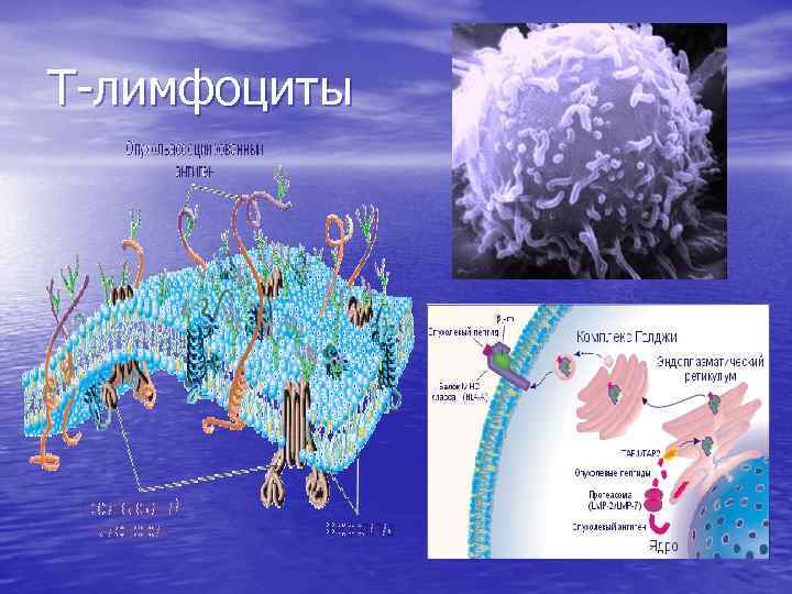 Т-лимфоциты 