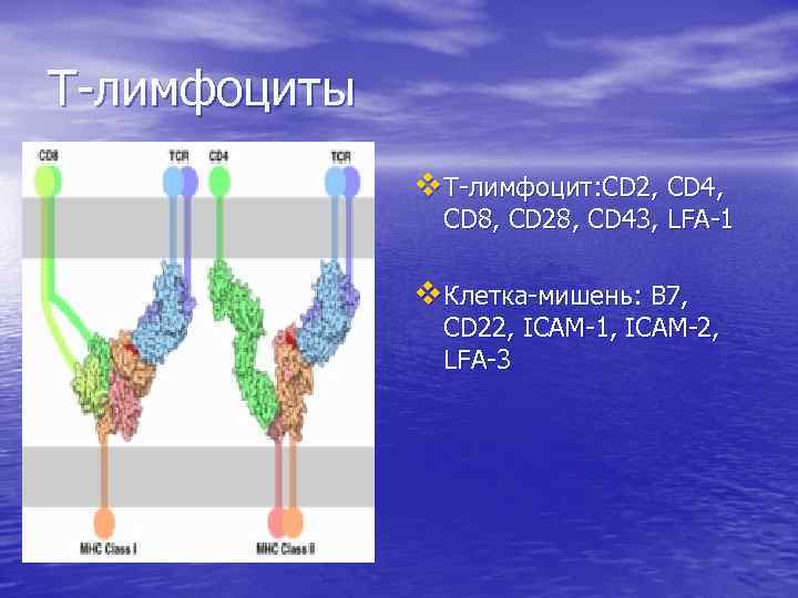 Т-лимфоциты v Т-лимфоцит: CD 2, CD 4, CD 8, CD 28, CD 43, LFA-1