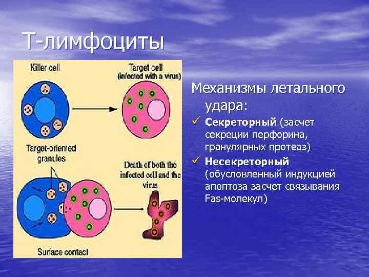 Выработка т лимфоцитов. T-лимфоциты. Лимфоциты ядро. Цитотоксические лимфоциты распознают:. Цитотоксическая реакция т лимфоцитов.