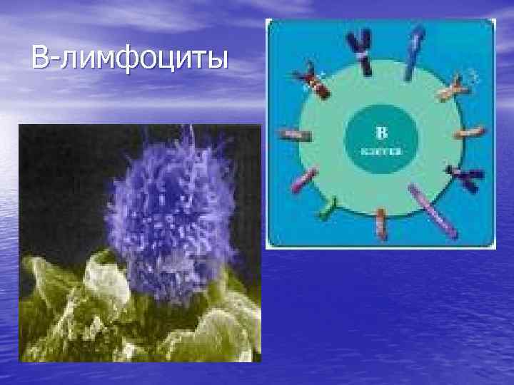В-лимфоциты 