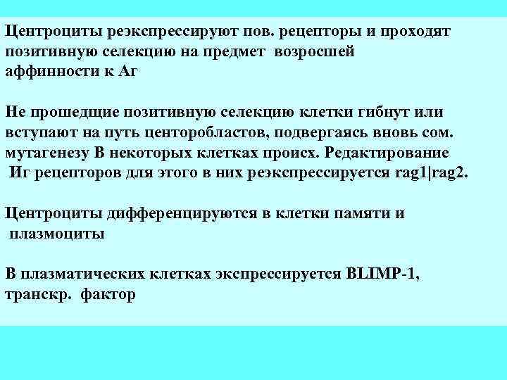 Центроциты реэкспрессируют пов. рецепторы и проходят позитивную селекцию на предмет возросшей аффинности к Аг