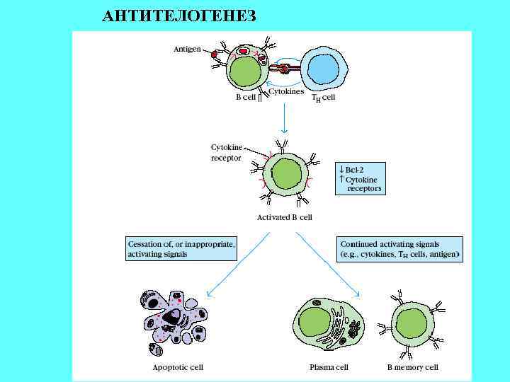 АНТИТЕЛОГЕНЕЗ 