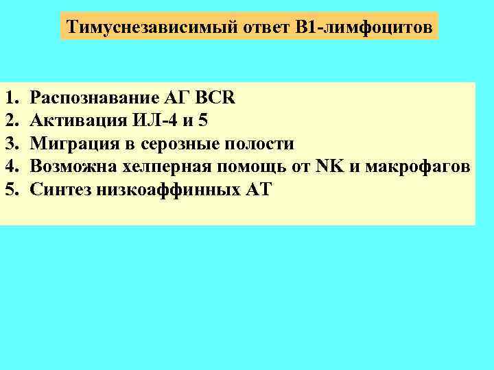 Тимуснезависимый ответ В 1 -лимфоцитов 1. 2. 3. 4. 5. Распознавание АГ BCR Активация