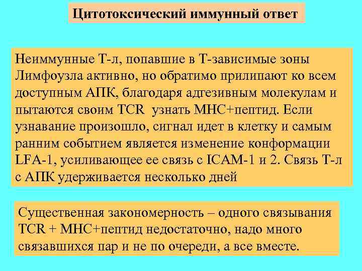 Цитотоксический иммунный ответ Неиммунные Т-л, попавшие в Т-зависимые зоны Лимфоузла активно, но обратимо прилипают